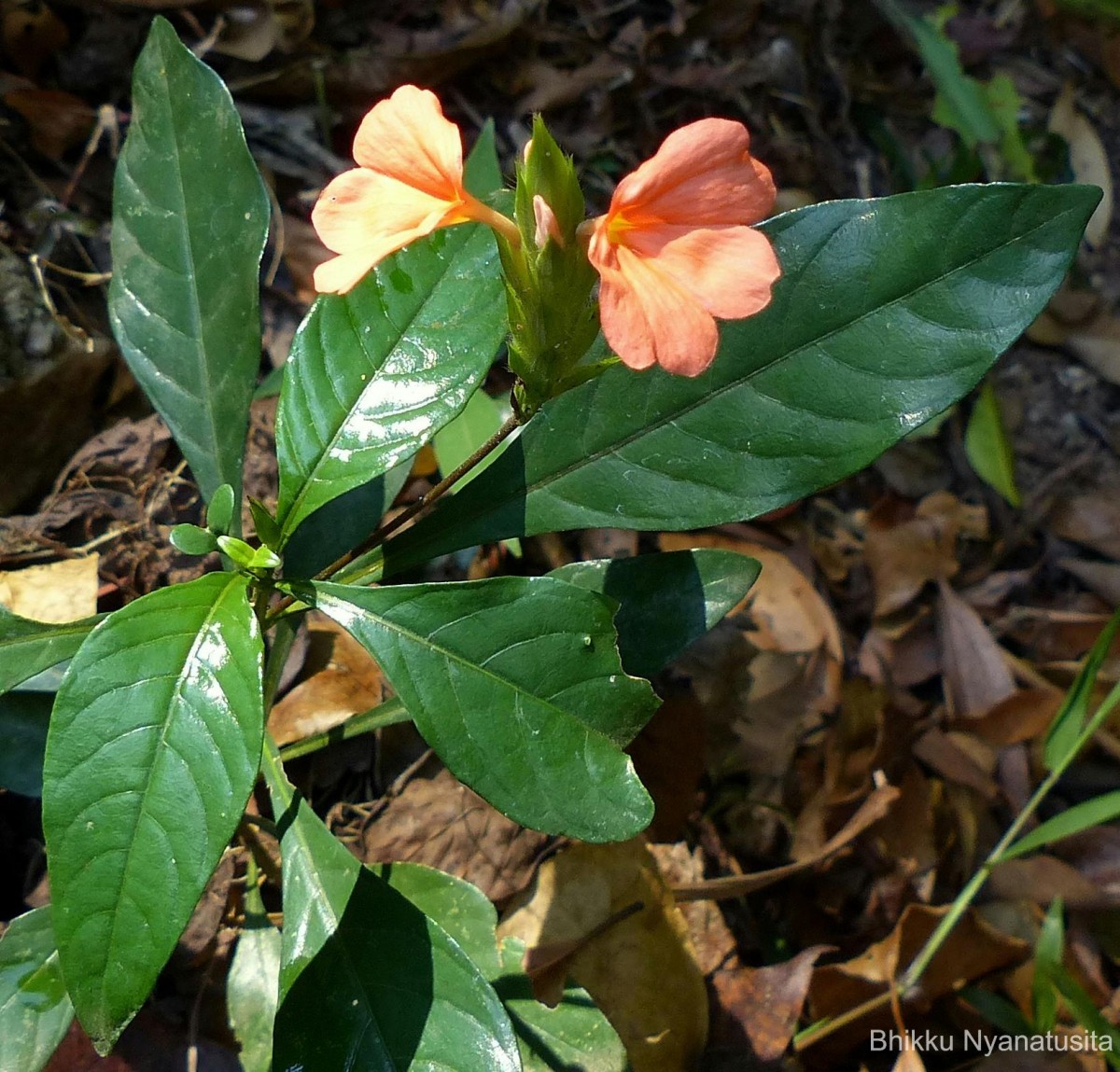 Crossandra infundibuliformis (L.) Nees